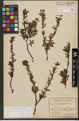 Foto von Salix waldsteiniana Willd.